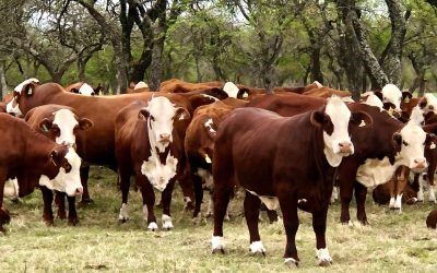 Sin «deforestación» hasta el ´25