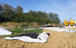 Recicladores
