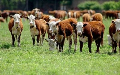 La carne es débil, al menos por ahora