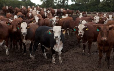 ¿Ahora se viene el Niño?