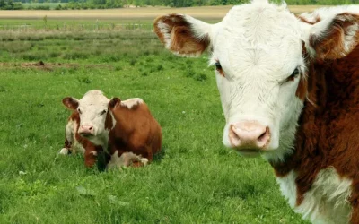 Carne: Argentina, ¿verdaderamente quiere exportar?