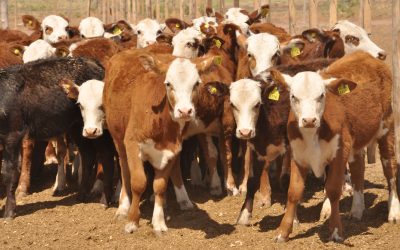 Las claves de la ganadería australiana