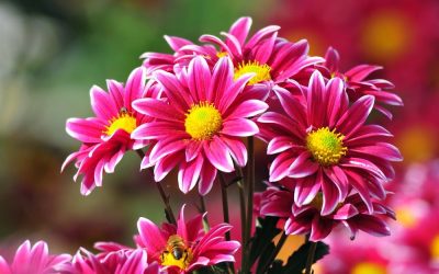 Las flores van por más