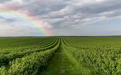El clima demora y daña la cosecha
