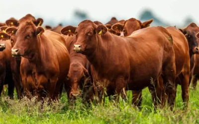 La involución ganadera: cómo Argentina dejó de ser modelo