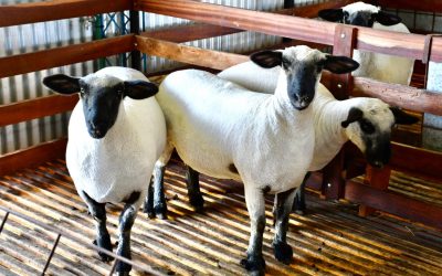 Hampshire en AgroActiva: