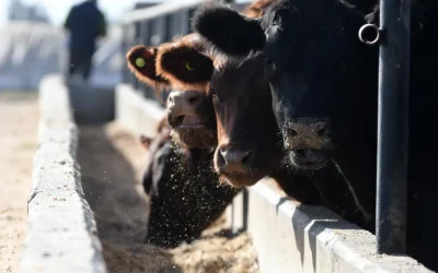 Argentina tiene el mismo rodeo vacuno que en 1978, pero casi el doble de población