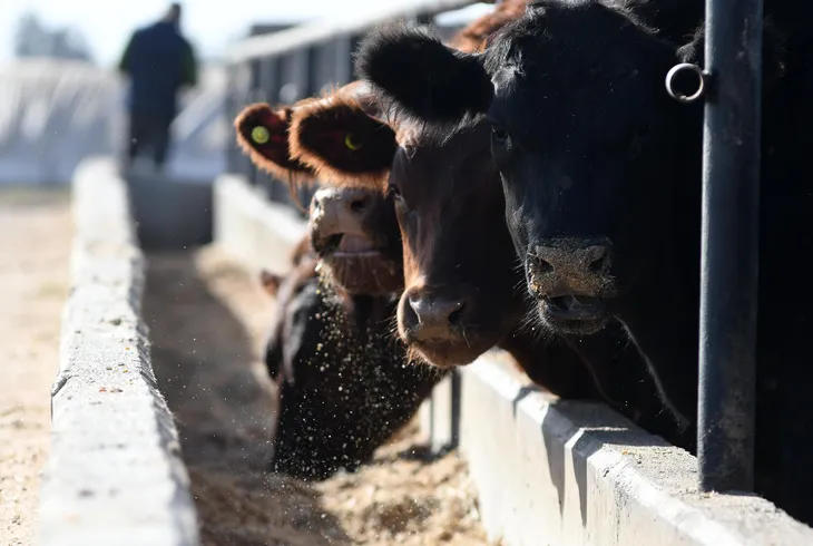 Argentina tiene el mismo rodeo vacuno que en 1978, pero casi el doble de población