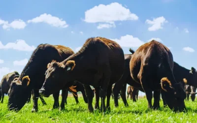 Así podría Argentina duplicar su producción de carne sin sumar una vaca más