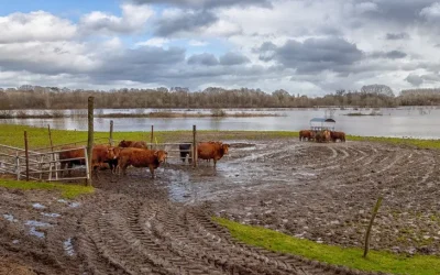 Elecciones, obras paralizadas y tasas altas: la tormenta perfecta para el campo