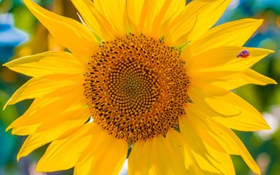 Ya se sembró el 30% de girasol y maíz