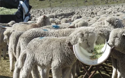 ¿Por qué Uruguay hace lo que Argentina no? El caso del cordero lo explica todo