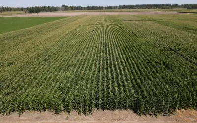 «Río Negro va a ser verde»: la apuesta de Sturzenegger al riego y las inversiones