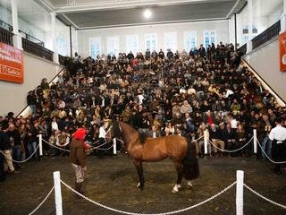 Caballo millonario