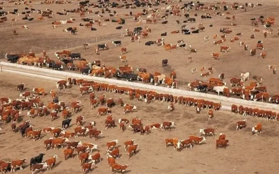¿A quién beneficia la restricción a la compra de tierras por extranjeros en Argentina?