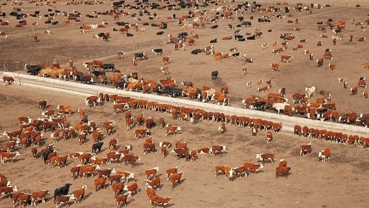 ¿A quién beneficia la restricción a la compra de tierras por extranjeros en Argentina?